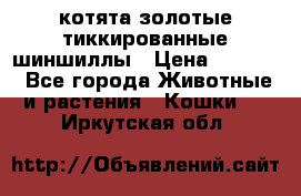 котята золотые тиккированные шиншиллы › Цена ­ 8 000 - Все города Животные и растения » Кошки   . Иркутская обл.